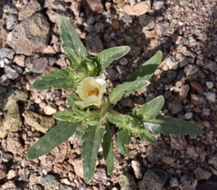Mentzelia tricuspis