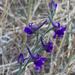 Winged Larkspur - Photo (c) 2005 Luigi Rignanese, some rights reserved (CC BY-NC)