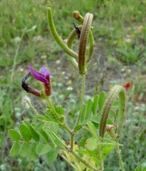 Astragalus hispidulus