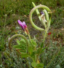 Astragalus hispidulus