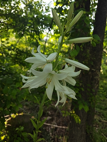 Madonna lily