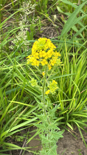 iNaturalist observation photo of False London-rocket