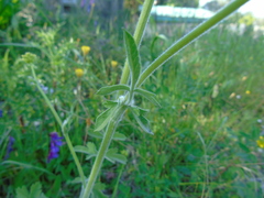 Leiotulus aureus
