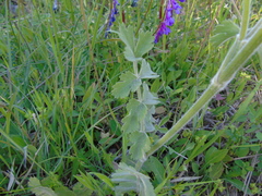 Leiotulus aureus