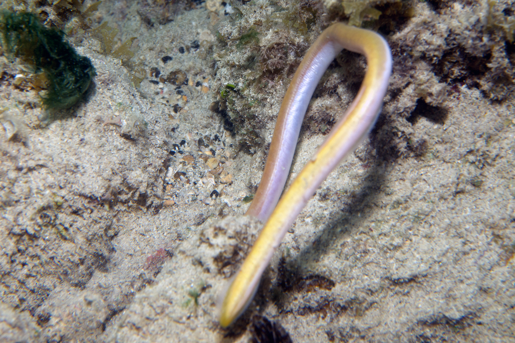 Scolecenchelys iredalei
