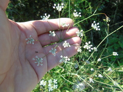 Scaligeria napiformis