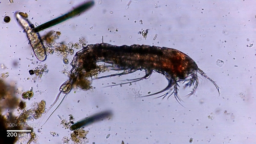Elaphoidella gracilis
