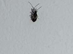 Heteroptera