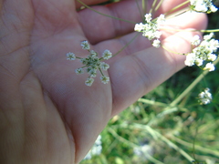 Scaligeria napiformis
