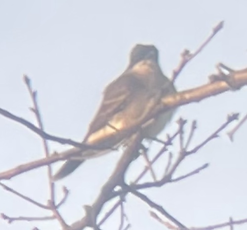 Eastern Kingbird