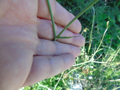 Scaligeria napiformis