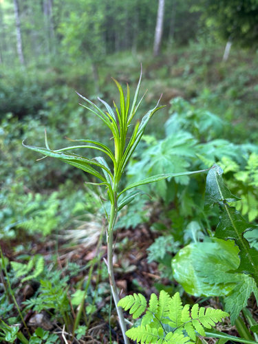 fireweed