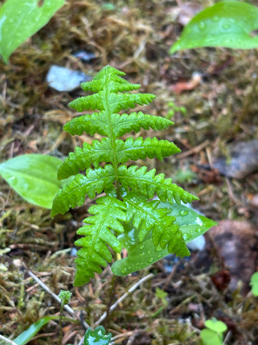long beech fern