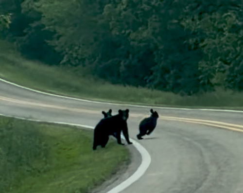 American Black Bear photographed in Arkansas