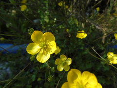 Ranunculus neapolitanus