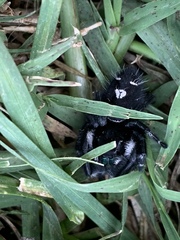 Phidippus audax