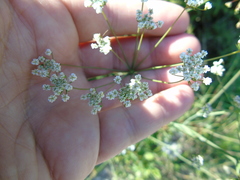 Scaligeria napiformis