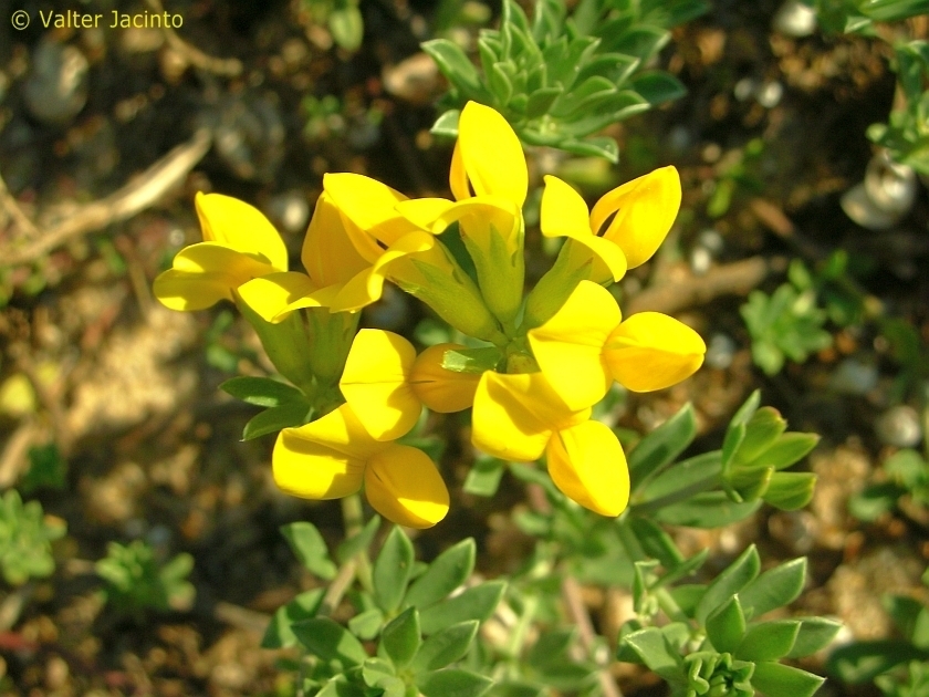 Lotus de Creta
