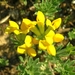 Cretan Bird's-Foot-Trefoil - Photo (c) Valter Jacinto | Portugal, some rights reserved (CC BY-NC-SA)