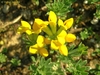 Cretan Bird's-Foot-Trefoil - Photo (c) Valter Jacinto | Portugal, some rights reserved (CC BY-NC-SA)