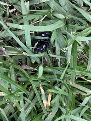 Phidippus audax