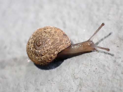 European Snail