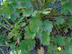 Ranunculus neapolitanus