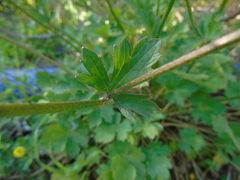 Ranunculus neapolitanus