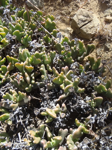 Rhombophyllum dolabriforme, photograph 6