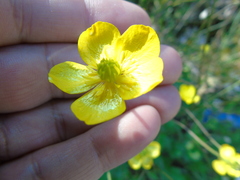 Ranunculus neapolitanus