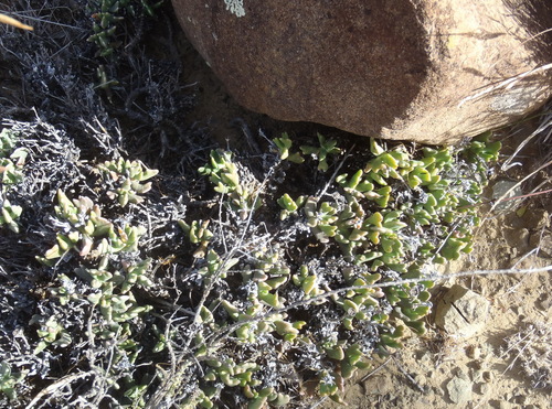 Image of Rhombophyllum dolabriforme by (c) Nicola van Berkel, some rights reserved (CC BY-SA)