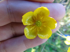 Ranunculus neapolitanus