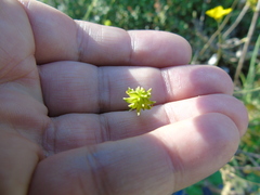 Ranunculus neapolitanus