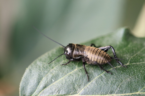 European Field Cricket