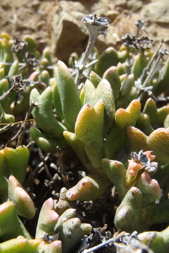 Rhombophyllum dolabriforme, photograph 5