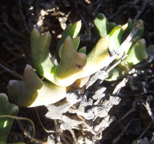 Image of Rhombophyllum dolabriforme by (c) Nicola van Berkel, some rights reserved (CC BY-SA)