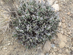 Rhombophyllum dolabriforme