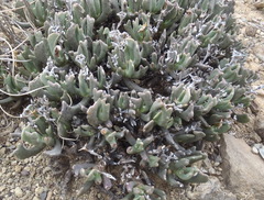 Rhombophyllum dolabriforme