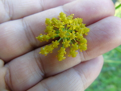 Leiotulus aureus