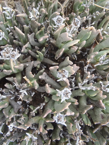 Rhombophyllum dolabriforme, photograph 3
