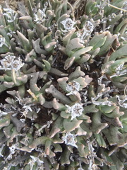 Rhombophyllum dolabriforme