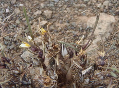 Geigeria filifolia