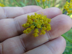 Leiotulus aureus