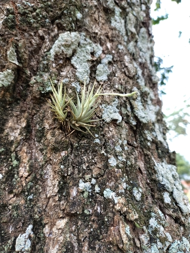 Tillandsia loliacea