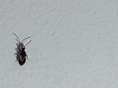 Heteroptera