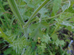 Leiotulus aureus