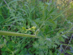 Leiotulus aureus