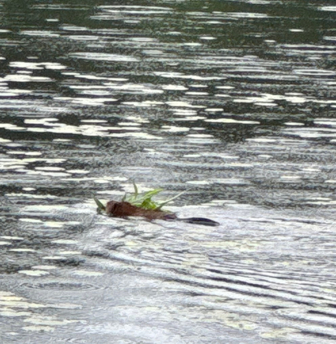 Muskrat