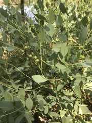 Baptisia sphaerocarpa
