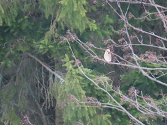 Coccothraustes coccothraustes